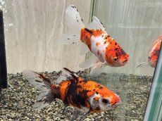 画像5: 変わり朱文金  (東川養魚場産) ±16cm  (5)