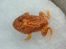 画像2: クラウンウェルツノガエル（アプリコット） (2)