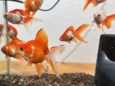 画像2: 飯田 更紗琉金　±4cm (2)