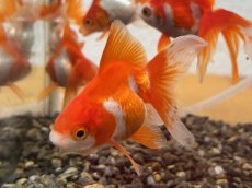 画像1: 飯田 更紗琉金　±4cm (1)