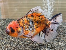 画像1: ハイブリッド東錦 XXL（大和郡山産）±23cm (1)