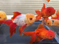 画像2: 飯田オランダ　±8cm (2)