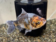 画像2: 銀鱗三色三尾和金 XL（東川養魚場産）±14cm (2)