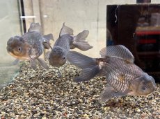 画像1: 青文魚 3才 XL（弥富産）±16cm (1)