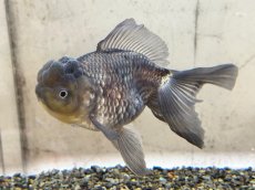 画像5: 青文魚 3才 XL（弥富産）±16cm (5)