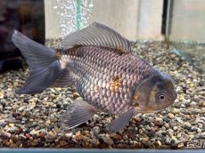 画像6: 青文魚 3才 XL（弥富産）±16cm (6)