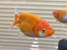 画像3: らんちゅう（深見養魚場産）±8cm (3)