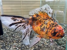 画像2: ハイブリッド東錦 XXL（大和郡山産）±23cm (2)