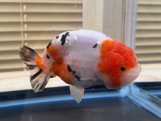 画像2: 江戸錦 XL（中国産）±12cm (2)