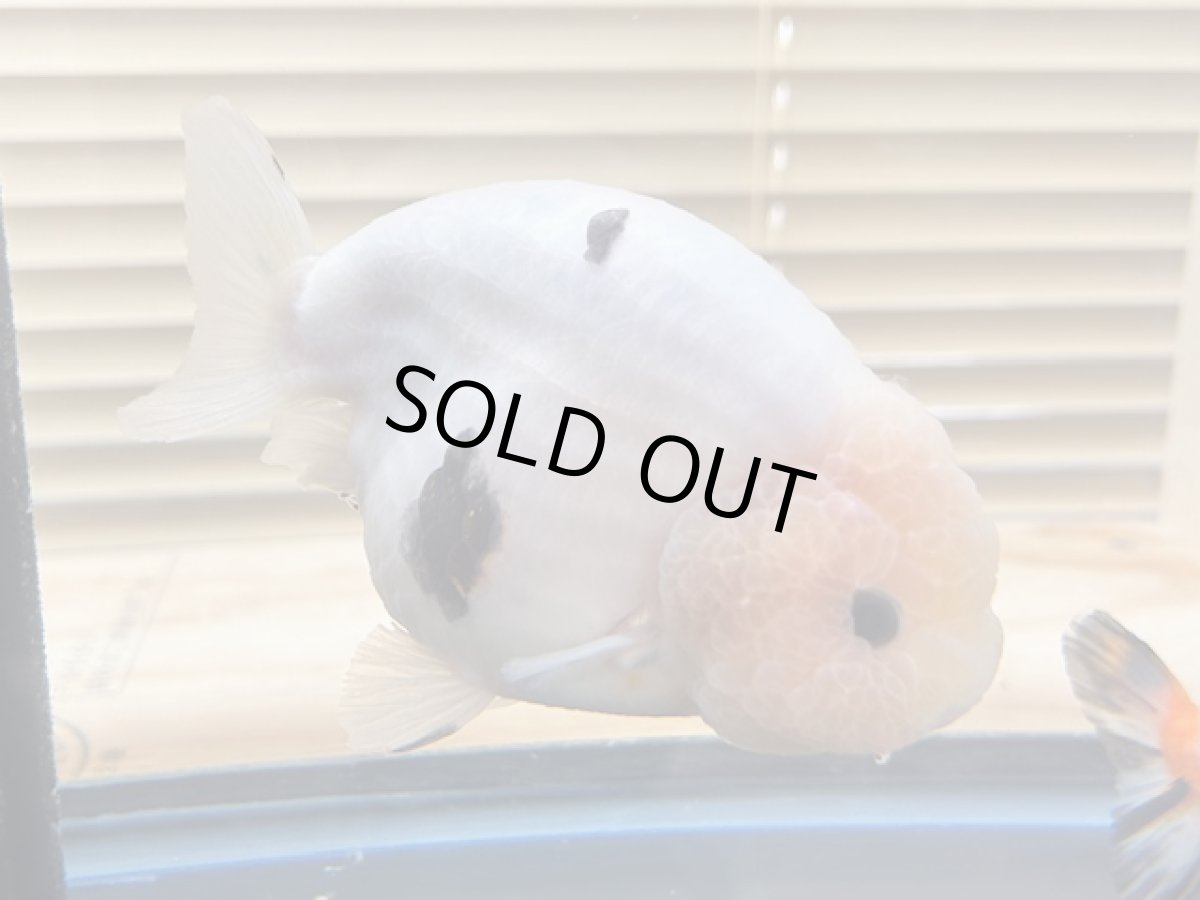 画像1: 江戸錦 XXL（中国産）±13cm (1)