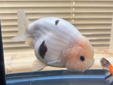 画像1: 江戸錦 XXL（中国産）±13cm (1)