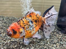 画像3: ハイブリッド東錦 XXL（大和郡山産）±23cm (3)