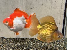 画像1: 琉金ショートテール XXL（中国産）±14cm (1)