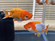 画像1: らんちゅう（深見養魚場産）±8cm (1)