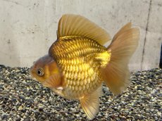 画像4: 琉金ショートテール XXL（中国産）±14cm (4)