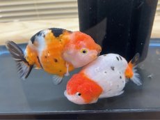 画像1: 江戸錦 XL（中国産）±12cm (1)