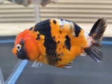 画像5: 江戸錦 XL（中国産）±12cm (5)