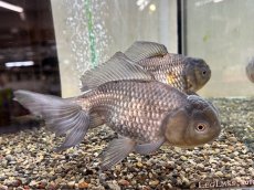 画像2: 青文魚 3才 XL（弥富産）±16cm (2)