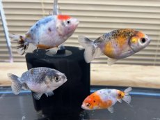 画像2: 江戸錦（東川養魚場産）±7cm (2)