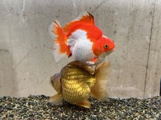 画像5: 琉金ショートテール XXL（中国産）±14cm (5)