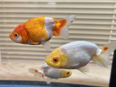 画像2: らんちゅう（深見養魚場産）±8cm (2)