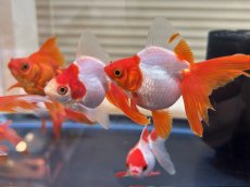 画像1: 飯田琉金　±7cm (1)