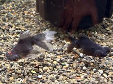 画像2: 出目金（弥富産）±5cm (2)