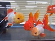 画像1: 飯田オランダ　±8cm (1)