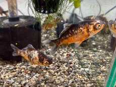 画像4: 柳出目金（引間養魚場産）±8cm (4)