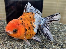 画像1: ハイブリッド東錦 XL（大和郡山産）±16cm (1)