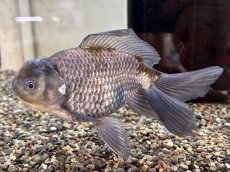 画像3: 青文魚 3才 XL（弥富産）±16cm (3)