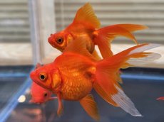 画像2: 飯田琉金　±7cm (2)