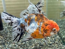 画像2: ハイブリッド東錦 XL（大和郡山産）±16cm (2)