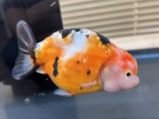 画像4: 江戸錦 XL（中国産）±12cm (4)