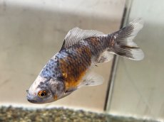 画像3: 銀鱗三色三尾和金 XL（東川養魚場産）±14cm (3)