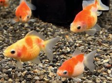 画像2: 国産ピンポンパール（山口県産）±4cm (2)