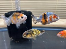 画像1: 江戸錦（東川養魚場産）±7cm (1)