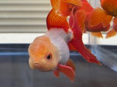 画像3: 飯田オランダ　±8cm (3)