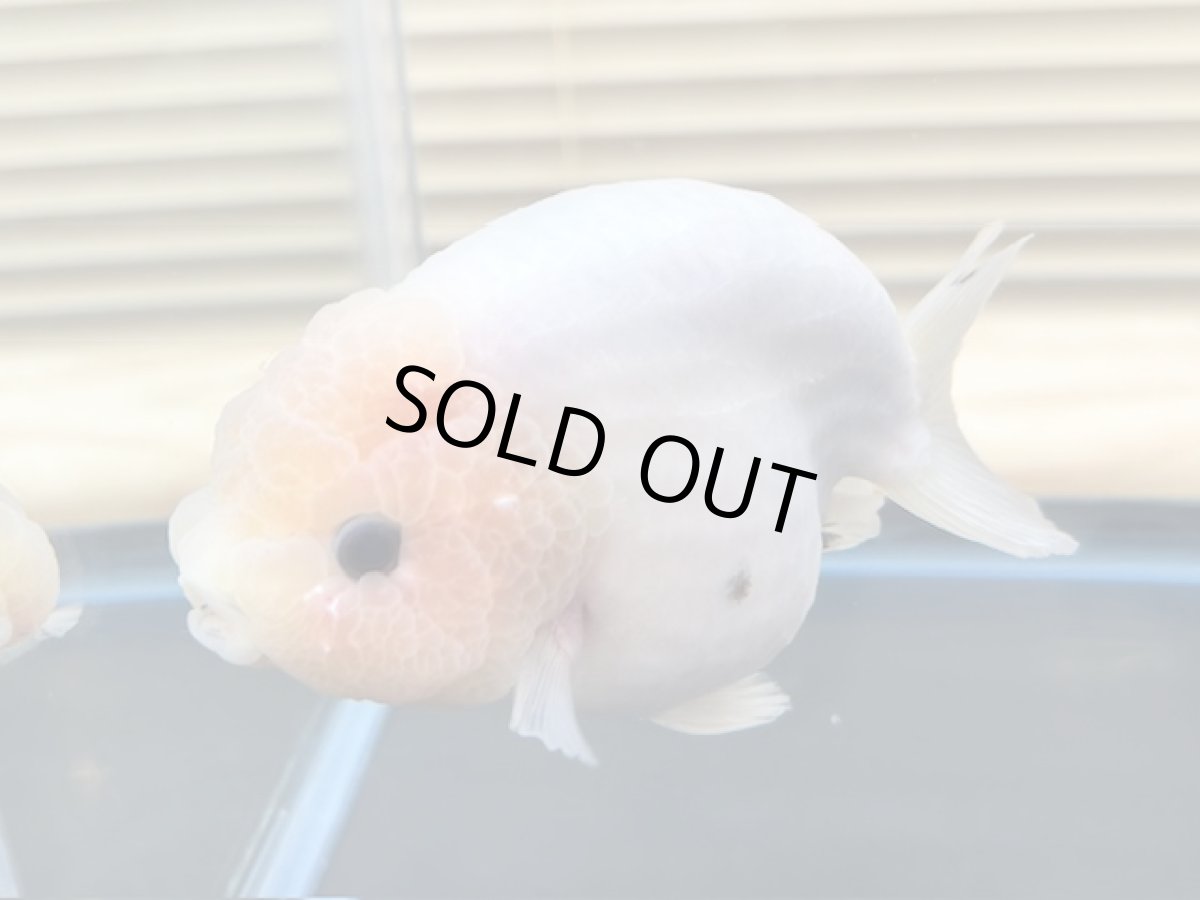 画像2: 江戸錦 XXL（中国産）±13cm (2)