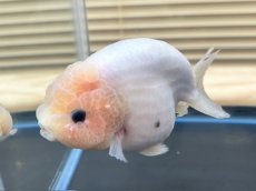 画像2: 江戸錦 XXL（中国産）±13cm (2)