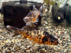 画像2: 柳出目金（引間養魚場産）±8cm (2)