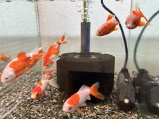 画像2: 更紗三尾和金（弥富産）±5cm (2)