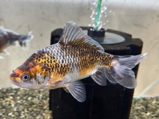 画像1: 銀鱗三色三尾和金 XL（東川養魚場産）±14cm (1)