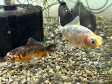 画像1: 柳出目金（引間養魚場産）±8cm (1)