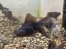 画像1: 出目金（弥富産）±5cm (1)