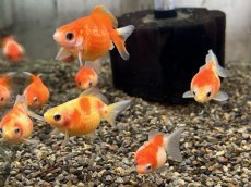 画像1: 国産ピンポンパール（山口県産）±4cm (1)