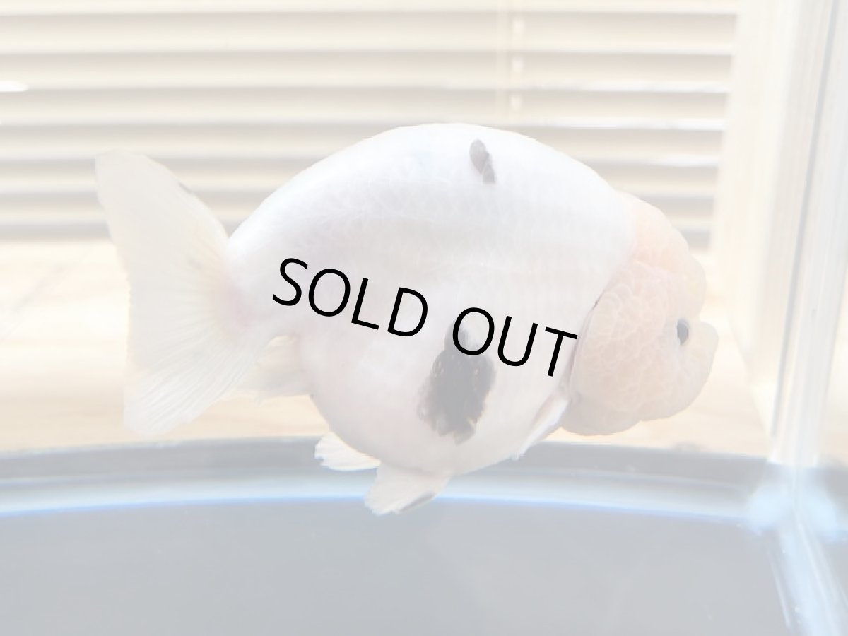 画像3: 江戸錦 XXL（中国産）±13cm (3)