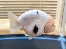 画像3: 江戸錦 XXL（中国産）±13cm (3)