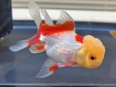 画像4: 飯田オランダ　±8cm (4)