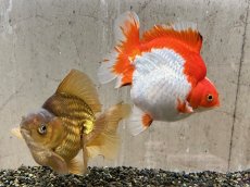 画像2: 琉金ショートテール XXL（中国産）±14cm (2)